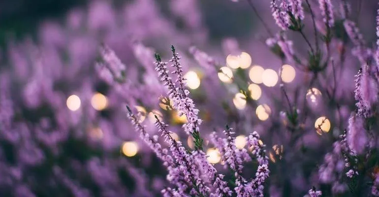 Provence